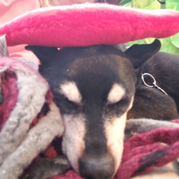 Meet your Posher - Picture 1 of 1